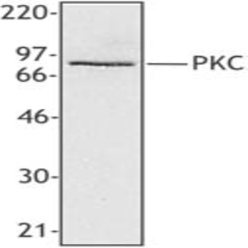 Purified anti-PKC