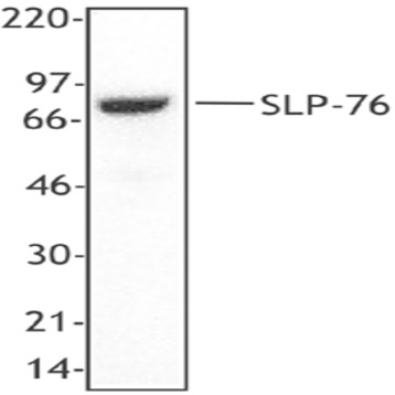 Purified anti-SLP-76