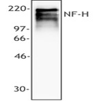 Purified anti-Neurofilament heavy protein (NF-H)