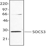 Purified anti-SOCS3