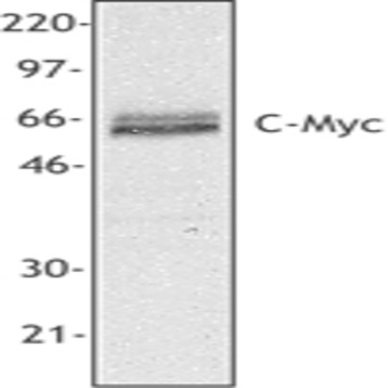 Purified anti-c-Myc