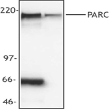 Purified anti-PARC (H7AP1)