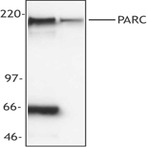 Purified anti-PARC (H7AP1)