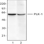 Purified anti-PLK-1