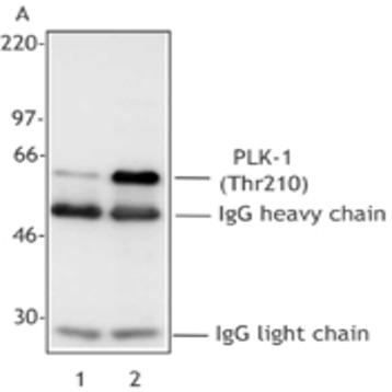 Purified anti-PLK-1 Phospho (Thr210)