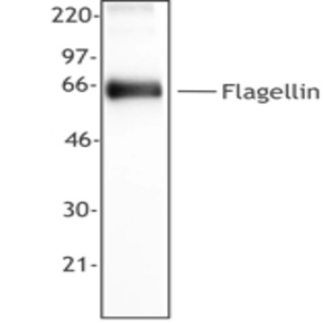 Purified anti-FLiC (Flagellin)