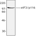 Purified anti-eIF3/p116