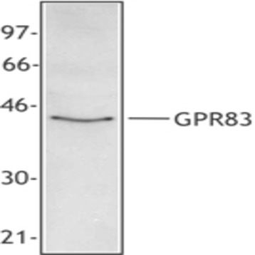 Purified anti-GPR83