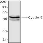 Purified anti-Cyclin E