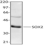 Purified anti-SOX2 (NH2 terminus)