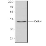 Purified anti-Cdk4