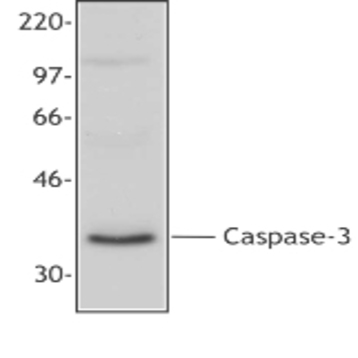 Purified anti-Caspase 3