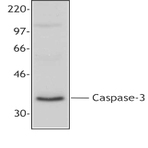 Purified anti-Caspase 3