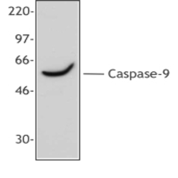 Purified anti-Caspase 9