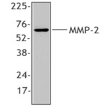 Purified anti-MMP2