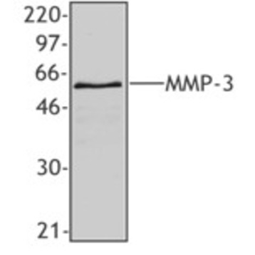 Purified anti-MMP3