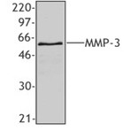 Purified anti-MMP3