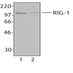 Purified anti-RIG-1