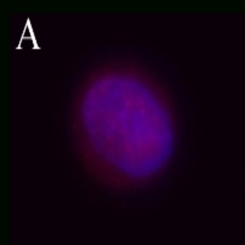 Purified anti-TSC2 Phospho (Ser664)