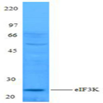 Purified anti-eIF3K