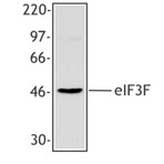 Purified anti-eIF3F