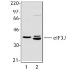 Purified anti-eIF3J