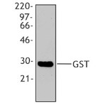 Purified anti-GST