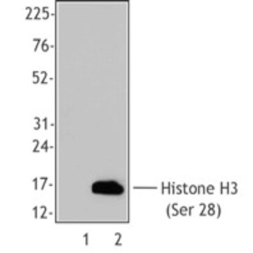 Purified anti-Histone H3 Phospho (Ser28)