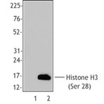 Purified anti-Histone H3 Phospho (Ser28)