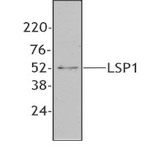 Purified anti-human LSP1