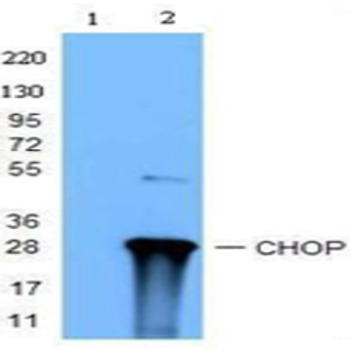 Purified anti-CHOP (GADD153) 