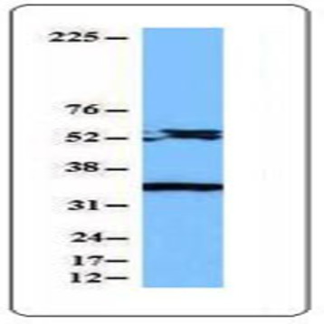 Purified anti-Caspase-8