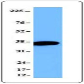 Purified anti-eIF3I (p36)