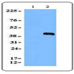 Purified anti-Mast Cell Protease-11