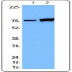 Purified anti-Hsp70