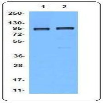 Purified anti-mouse/human Bcl-6