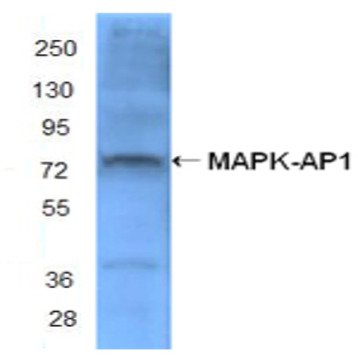 Purified anti-MAPKAP1