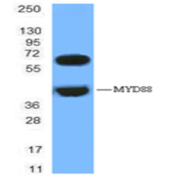 Purified anti-MyD88