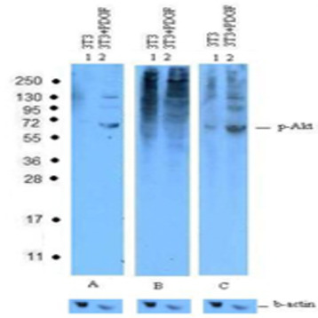 Purified anti-Akt Phospho (Ser473)