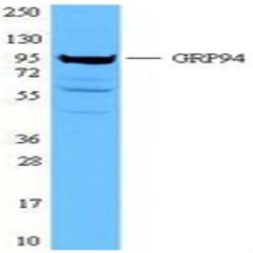 Purified anti-GRP94