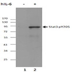 Purified anti-STAT3 Phospho (Tyr705)