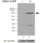 Purified anti-STAT5 Phospho (Tyr694)