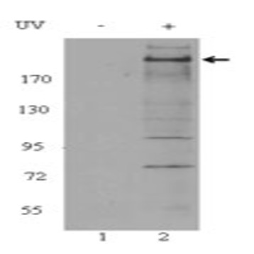 Purified anti-ATM Phospho (Ser1981)