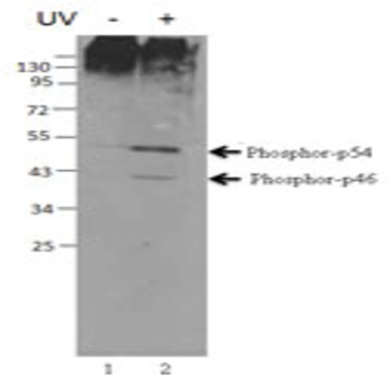 Purified anti-JNK Phospho (Thr183/Tyr185)