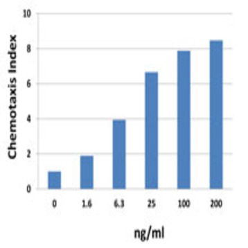 Recombinant Mouse CXCL12 (SDF-1alpha) (carrier-free)