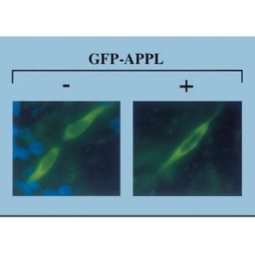 APPL1 Antibody  