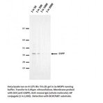 EAPP Antibody [1E4] 