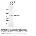 HDAC1 Antibody [10E2]
