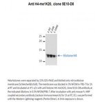 Histone H4 (mono methyl K20) antibody [5E10-D8]