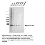Histone H4 (tri methyl K20) antibody [6F8-D9]
